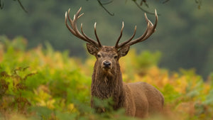 Red Deer