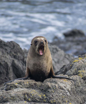 Grey Seal