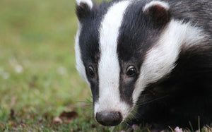 European Badger