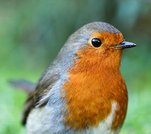 European Robin
