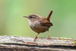 Eurasian Wren