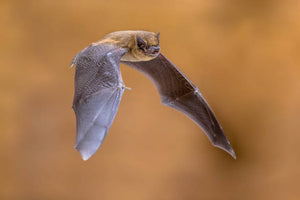 Common Pipistrelle Bat