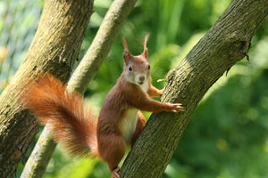 Red Squirrel