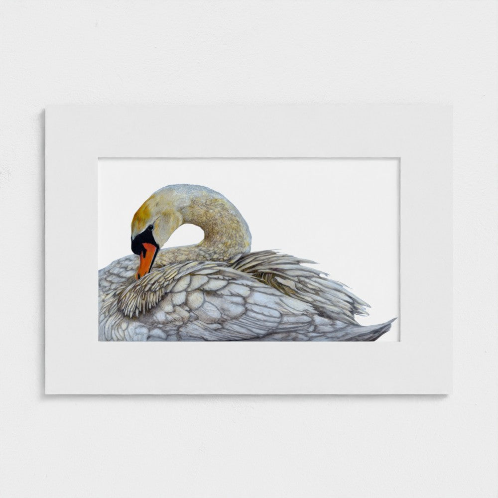Swan Art Print | British Wildlife Wall Art | Open Edition Art by Jay | Wildlife Art