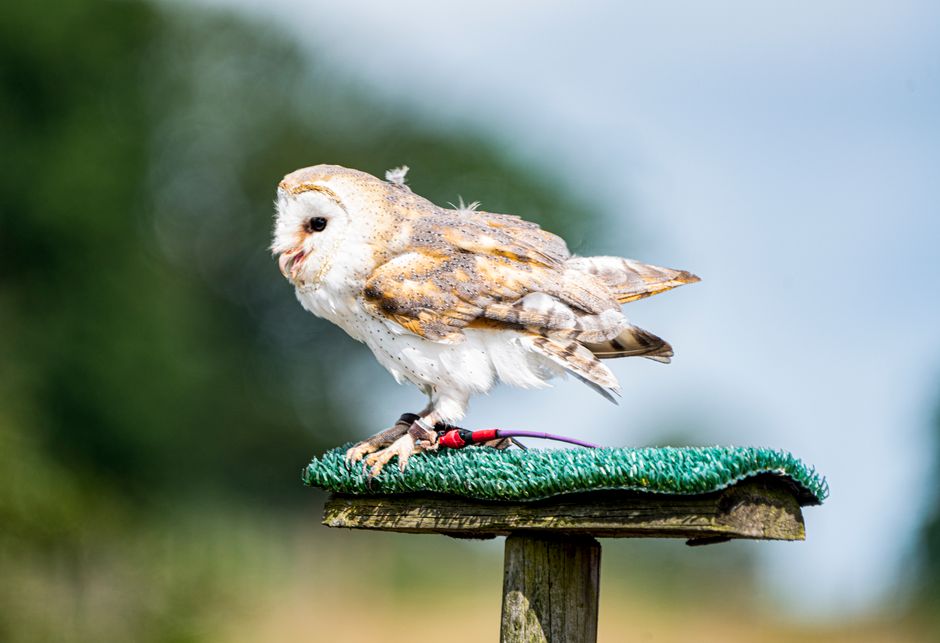 How to Create a Calm Countryside Home Decor Style with Wildlife Art Prints