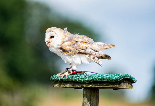 How to Create a Calm Countryside Home Decor Style with Wildlife Art Prints