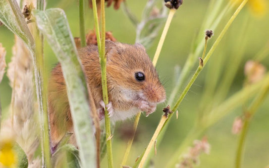 Wildlife Gifts for Her: Thoughtful Presents for Nature Lovers