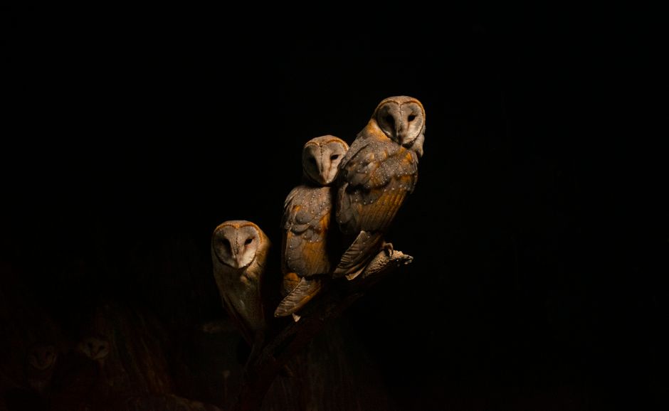 Wildlife Art for Calm Home Interiors | British Nature Decor Ideas