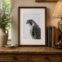 On Watch - Peregrine Falcon Original Artwork | Coloured Pencil Wildlife Art Art by Jay | Wildlife Art