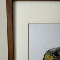 On Watch peregrine falcon original coloured-pencil artwork