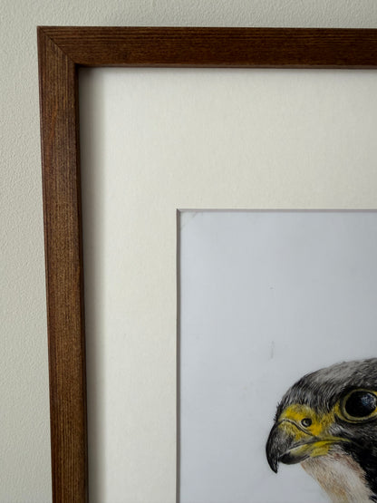 On Watch - Peregrine Falcon Original Artwork | Coloured Pencil Wildlife Art