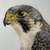 On Watch peregrine falcon original coloured-pencil artwork