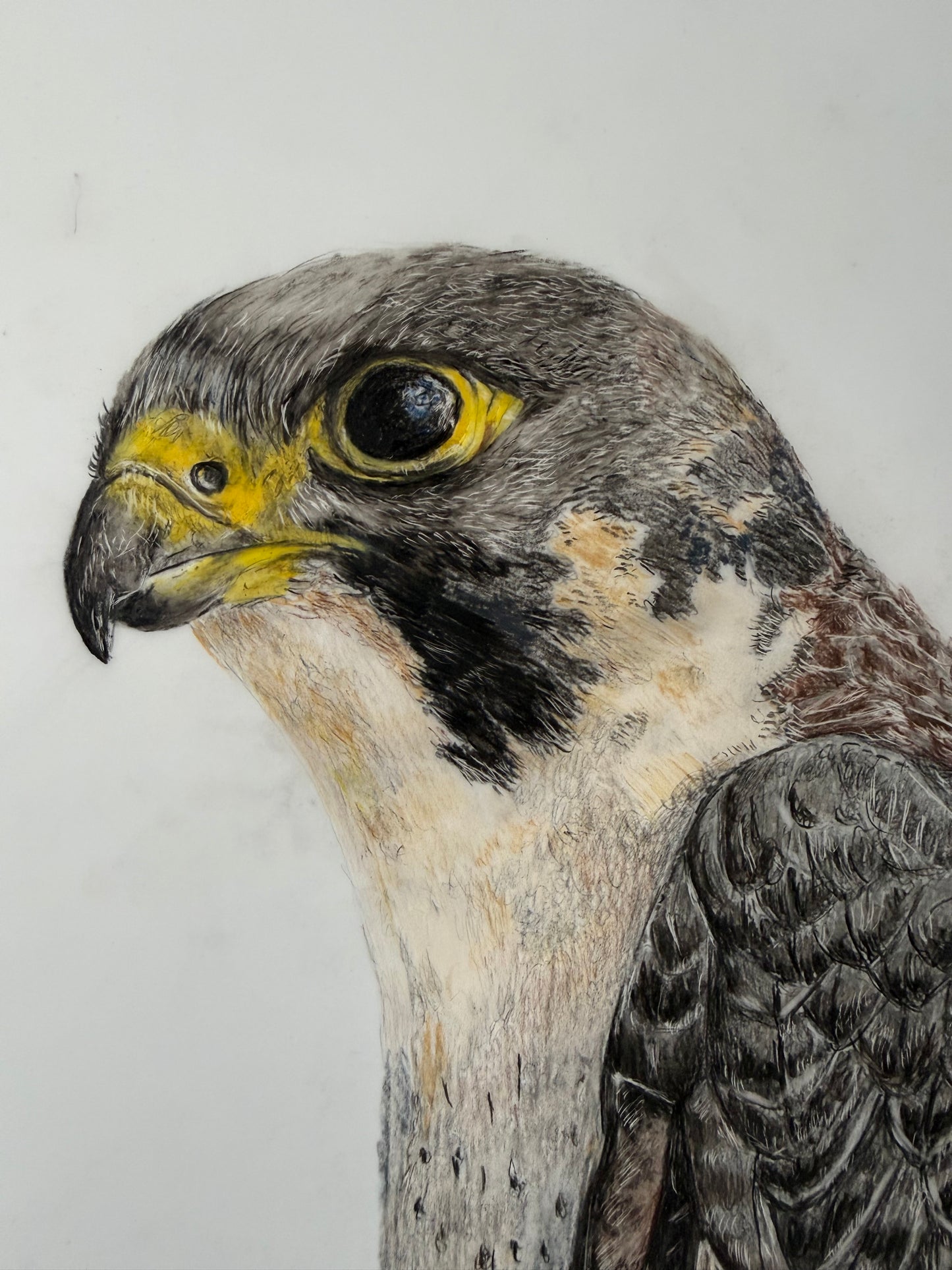 On Watch - Peregrine Falcon Original Artwork | Coloured Pencil Wildlife Art