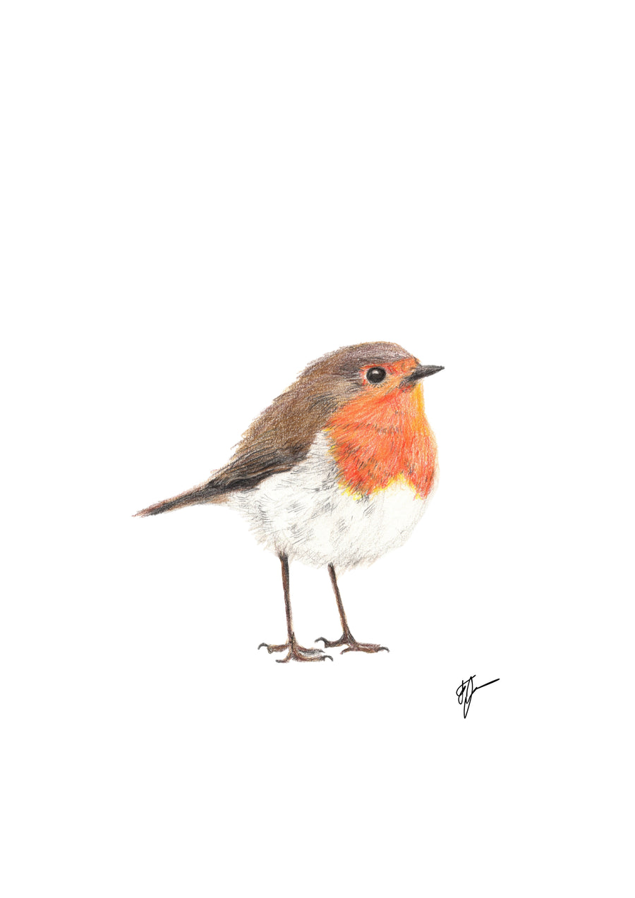 Little Red - Robin Artwork