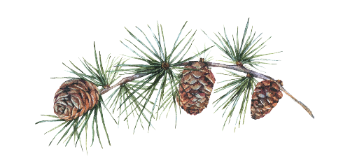 Branch of pine tree with pine cones on a white background
