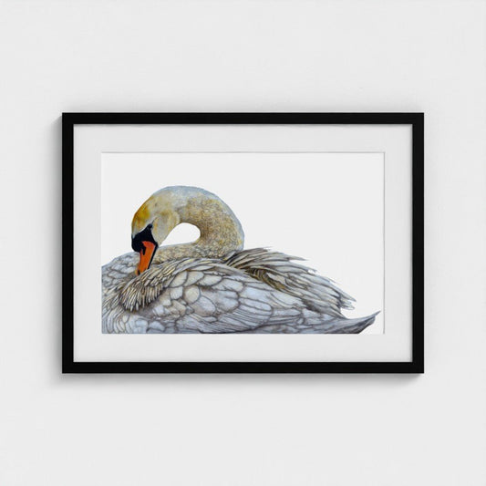 Swan Art Print | British Wildlife Wall Art | Open Edition - Art by Jay | Wildlife Art