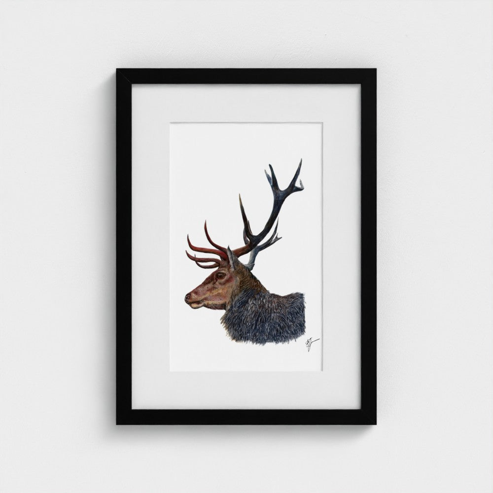 Stag Wildlife Art Print | British Wildlife Wall Art | Open Edition Art by Jay | Wildlife Art