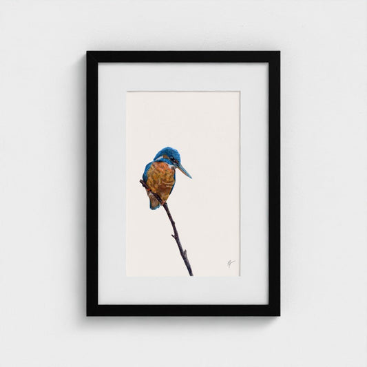Kingfisher Art Print | British Wildlife Wall Art | Open Edition - Art by Jay | Wildlife Art