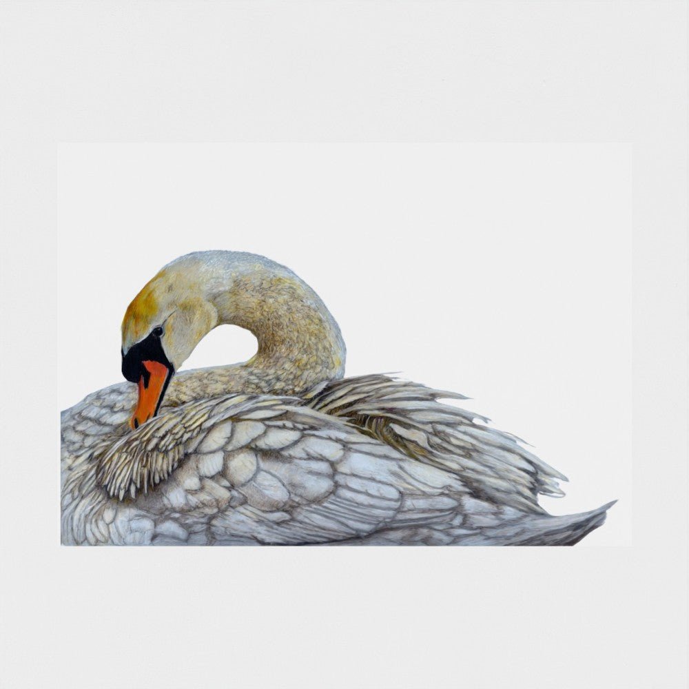Swan Art Print | British Wildlife Wall Art | Open Edition - Art by Jay | Wildlife Art