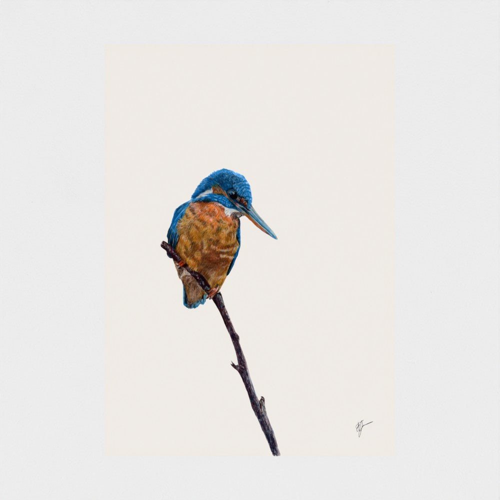 Kingfisher Art Print | British Wildlife Wall Art | Open Edition - Art by Jay | Wildlife Art