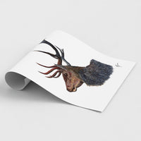 Stag British wildlife print on fine art paper