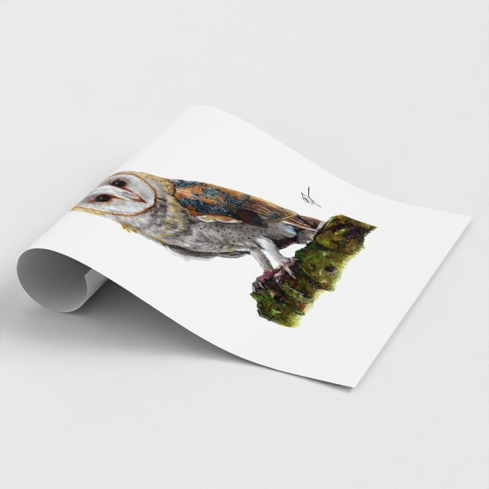 Barn Owl Wildlife Art Print | British Bird Wall Art My Store