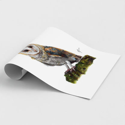 Barn Owl Wildlife Art Print | British Bird Wall Art My Store
