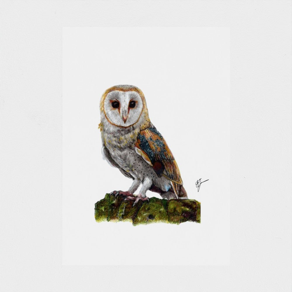 Barn Owl Wildlife Art Print | British Bird Wall Art My Store