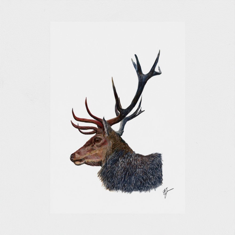 Stag Wildlife Art Print | British Wildlife Wall Art | Open Edition Art by Jay | Wildlife Art