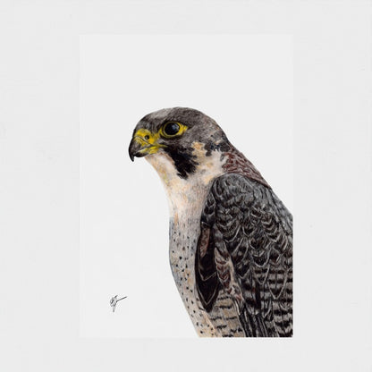 Peregrine Falcon Wildlife Art Print – British Bird of Prey