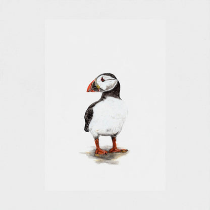 Puffin Print prodigi