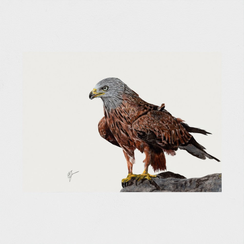 Red Kite Art Print - British Bird of Prey prodigi
