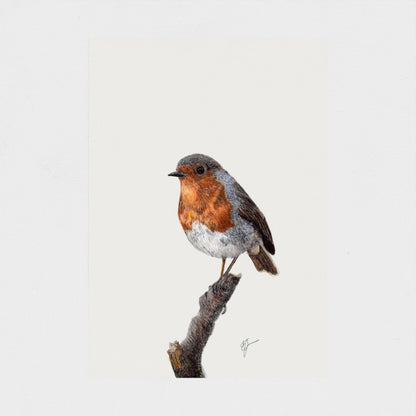 First Light Robin Art Print - British Garden Bird