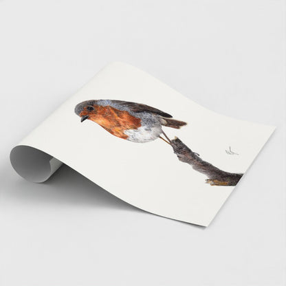 First Light Robin Art Print - British Garden Bird prodigi