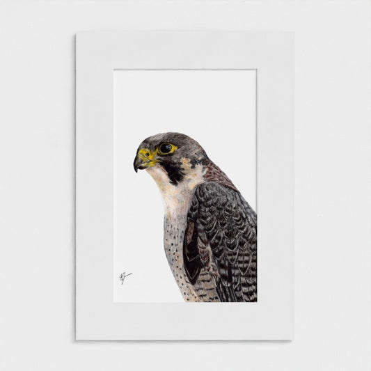 Peregrine Falcon Wildlife Art Print – British Bird of Prey