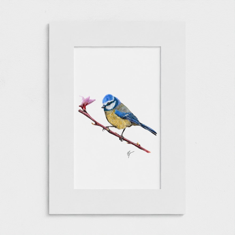 Little Blue blue tit art print with mount
