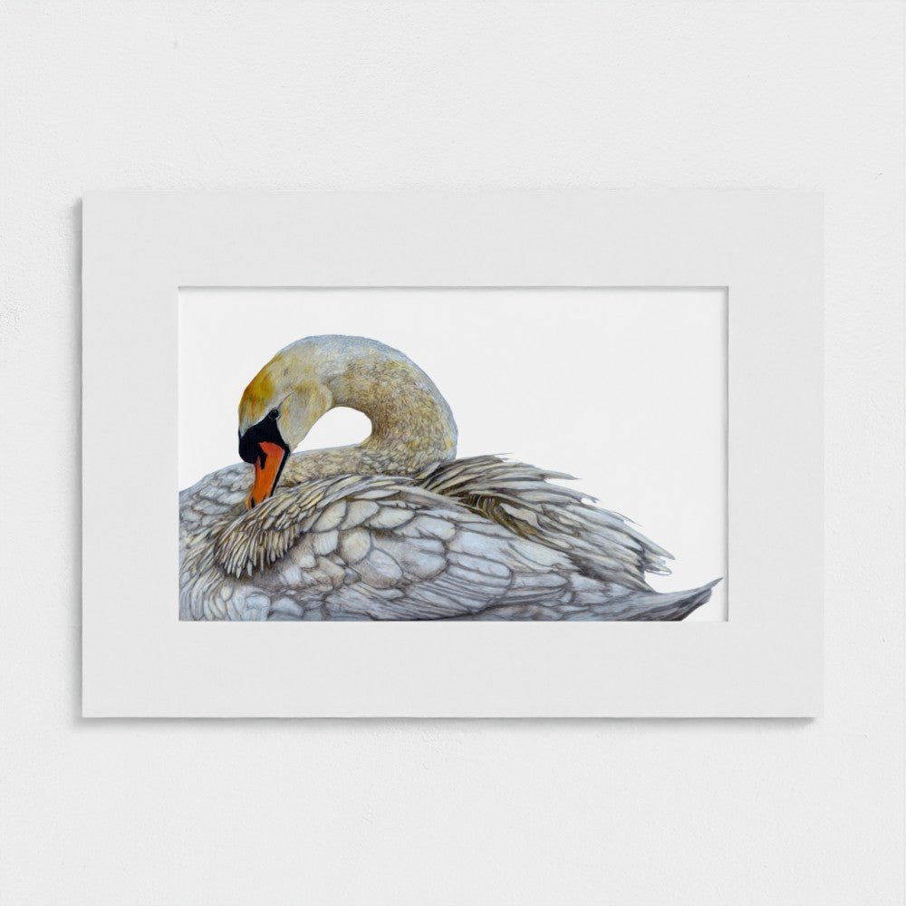Swan Art Print | British Wildlife Wall Art | Open Edition Art by Jay | Wildlife Art