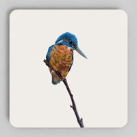 Kingfisher wildlife coaster set featuring Jay Foster's original artwork