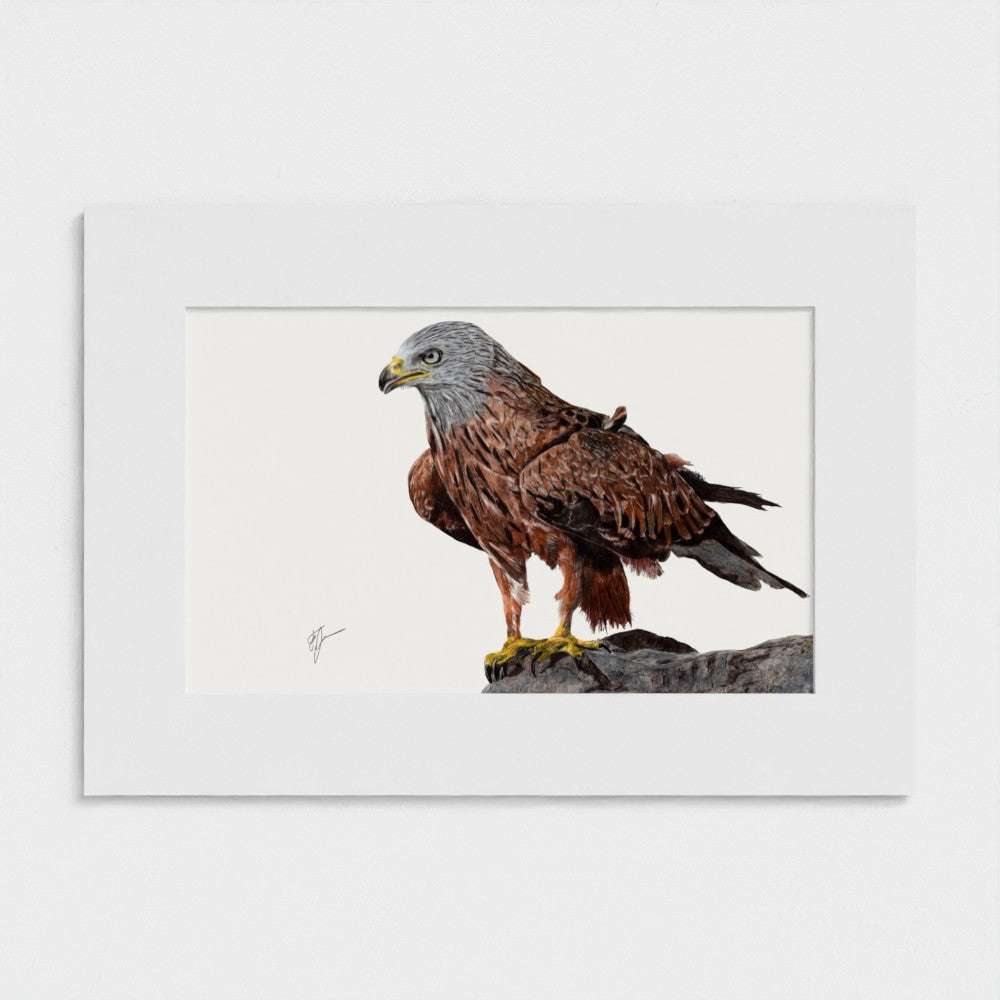 A framed art print featuring a detailed illustration of a brown bird of prey perched on a branch, set against a white mat and light gray background.